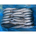 Frozen Mackerel Size 150 200 400g Iqf